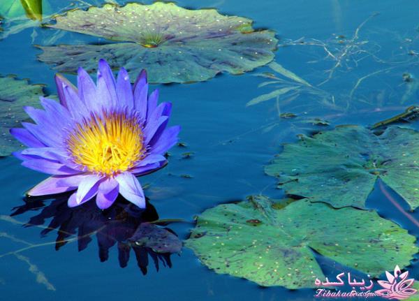 شعر و احساس....